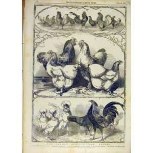  1853 London Poultry Show Prizes Chickens Birds Print: Home 