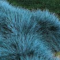 About garden  Garden Shop   Powder Blue Festuca Grass