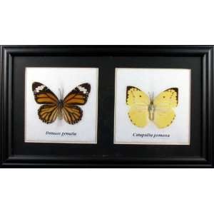  2 Real Mounted Butterflies   Common Tiger and Lemon 