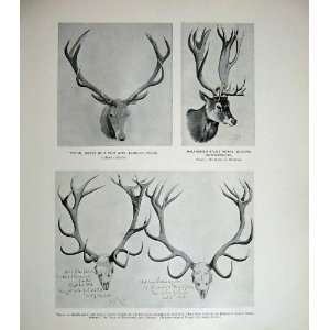  1826 Horns Park Stag Langley Bucks Skulls Nature Mammal 