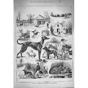  1884 Greyhound Kennels Athelhampton Dorchester Dogs: Home 
