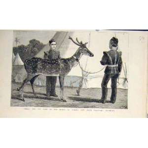    Billy Pet Deer Prince Wales Yorkshire Regiment 1883