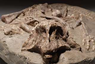 rare, well provenanced prehistoric dinosaur fossil of a juvenile 