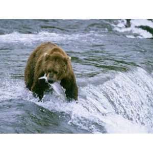  Grizzly Bear (Ursus Arctos) Fishing at Brook Falls, Katmai 