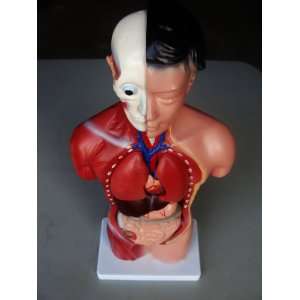 Model Anatomy Professional Medical Female Torso 15 Parts 42cm 17 IT 