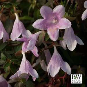 Pinky Bells Abelia   Lavender/Pink Blooms   Proven 