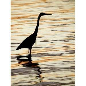 Blue Heron in Water at Sunset, Sanibel Fishing Pier, Sanibel, Florida 