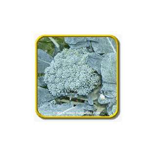  1 Lb Broccoli Seeds   De Cicco Bulk Vegetable Seeds 