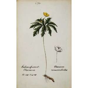 1826 Anemone Ranunculoides Windflower Botanical Print   Hand Colored 
