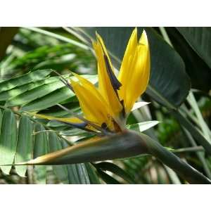  Bird of Paradise Plant YELLOW flowered   very rare Patio 