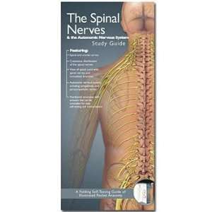 Spinal Nerves and Autonomic Nervous System Study Guide:  