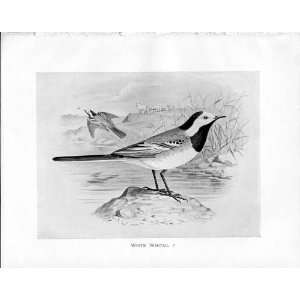    Birds Frohawk Drawings Antique Print White Wagtail