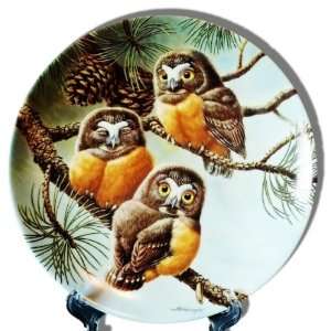 Forty Winks: Saw Whet Owls from the Baby Owls of North America Series 