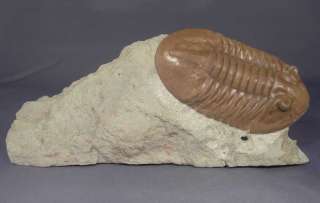   ordovician trilobites of the St. Petersburg region about 16 years