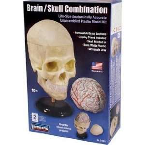    Brain/Skull Combination Anatomy Kit DENTED BOX Toys & Games