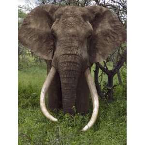 Kenya, Chyulu Hills, Ol Donyo Wuas; a Bull Elephant with Massive Tusks 