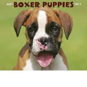  Just Boxer Puppies 2011 Wall Calendar: Office Products