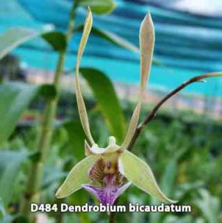 Pack Dendrobium Orchid Plant BLOOMING SIZE  