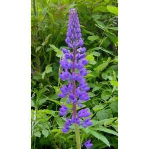   RUSSELL LUPINE Lupinus Polyphyllus Flower Seeds Patio, Lawn & Garden