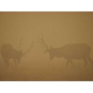 Two Bull Elk Battle Amidst the Smoke of the Yellowstone National Park 