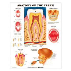 Anatomy of the Teeth Anatomical Chart Paper Unmounted 9931PU  