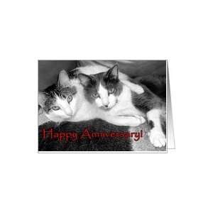  Cats Hugging   Happy Anniversary Card: Health & Personal 