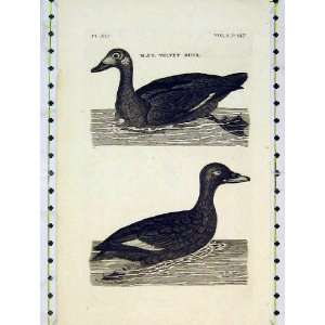  Antique Print Velvet Duck Birds Nature Animals River: Home 