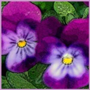  Purple Violet Flower Postage