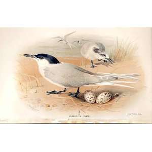  Sandwich Tern Lilfords Birds 1885 97 By A Thorburn