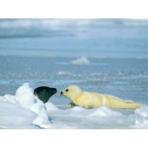  A Newborn Harp Seal Pup in Yellowcoat Sniffs Another Grown 
