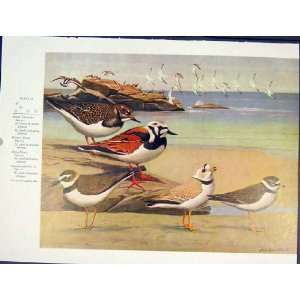  Ruddy Turnstone Wilsons Plover Pipping Color Birds Art 