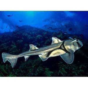  Port Jackson Sharks, South Australia Photos To Go 