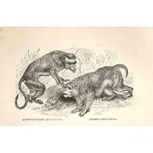  Bonnet Macaque, Rhesus Monkey 1862 Engraving By Dalziel 