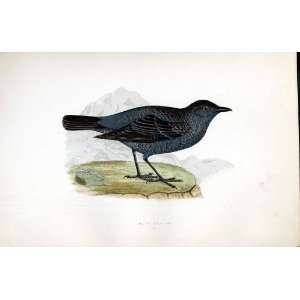  Blue Thrush Bree H/C 1875 Old Prints Birds Europe: Home 