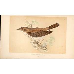  Thrush Nightingale British Birds 1St Ed Morris 1851