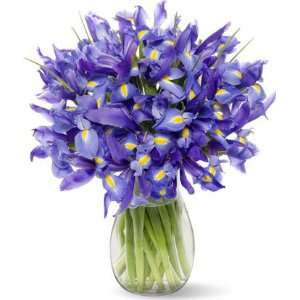 20 Blue Iris with Jordan Vase  Grocery & Gourmet Food