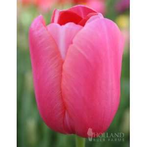  Renown Single Late Tulip Value Bag   35 bulbs Patio, Lawn 