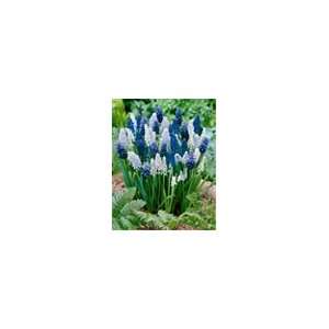  MUSCARI DELFT BLUE MIX X 100 Patio, Lawn & Garden