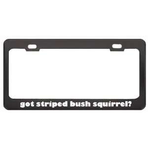 Got Striped Bush Squirrel? Animals Pets Black Metal License Plate 