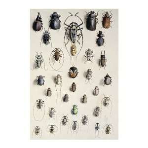   Ellis Rowan   Thirty   Four Insects Giclee Canvas