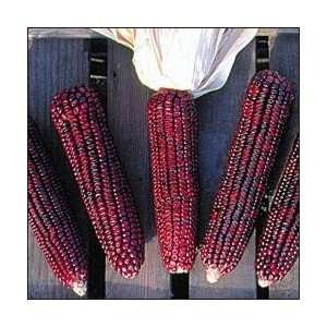  Bloody Butcher Sweet Corn 100 Seeds   Heirloom: Patio 