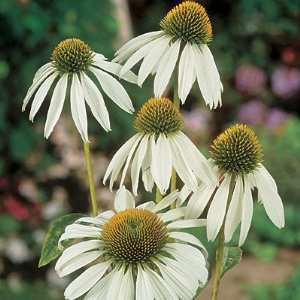  Echinacea White Swan Patio, Lawn & Garden