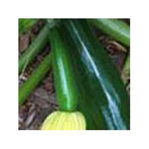 Todds Seeds   Summer Squash   Black Beauty Summer Squash Seed, Sold 