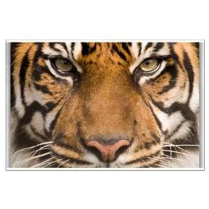  Large Poster Sumatran Tiger Face 