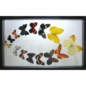  Real Framed Butterfly Art with 14 Mounted Butterflies From 