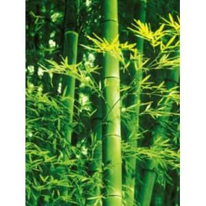   Wallcovering Idealdecor Wall Mural & Giant Art X Bamboo in Spring 670