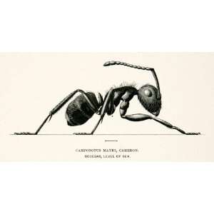 : 1891 Wood Engraving Cameron Whymper Camponotus Mayri Entomology Ant 