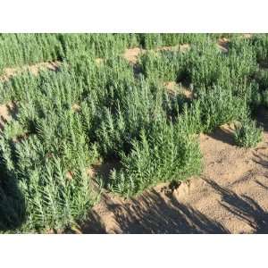  Lavender Munstead Strain Perennial: Patio, Lawn & Garden