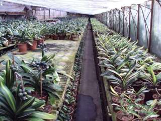 Beautiful five colours Variegated Clivia Plant  