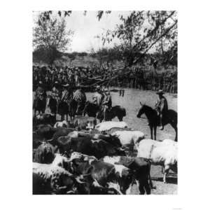  Cowboys Herding Cattle in Chili Photograph   Chile Giclee 